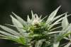Cannabis